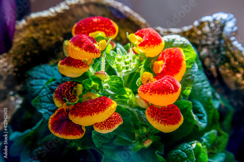 Calceolaria flower in a golden pot (from the family Scrophulariaceae. Homeland - highland forests of the Andes (South America). photo