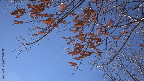  木枯らしにゆれる冬の寒空に揺れる枯葉(冬、木枯らしのイメージ)