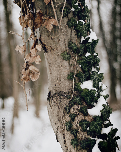 Fototapeta Naklejka Na Ścianę i Meble -  In the woods