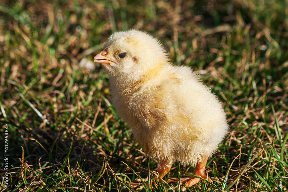 Little yellow chicken stands on a meadow in the green grass. Little yellow chicken stands on a meadow in the green grass.