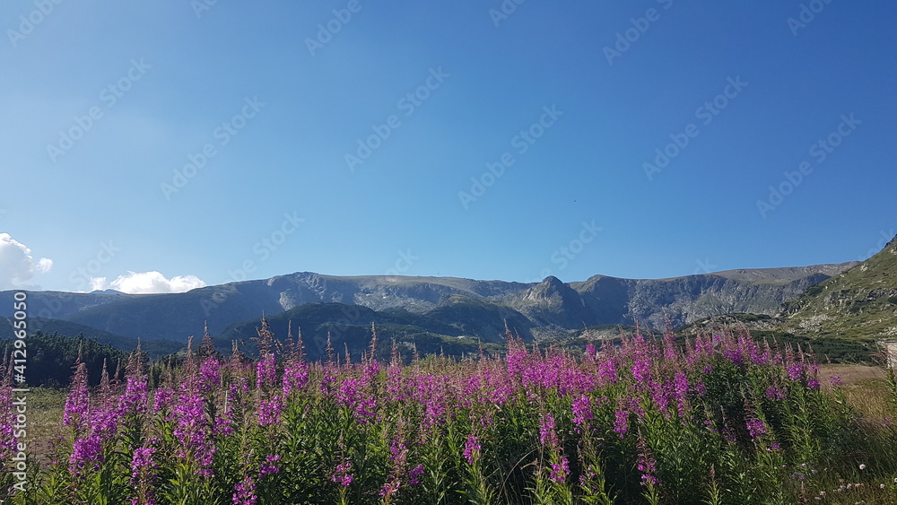 Obraz premium nature