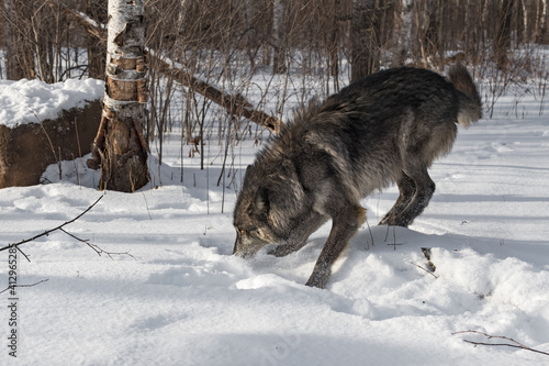 Black Phase Grey Wolf (Canis lupus) Quick Stop Nose in Snow Winter © geoffkuchera