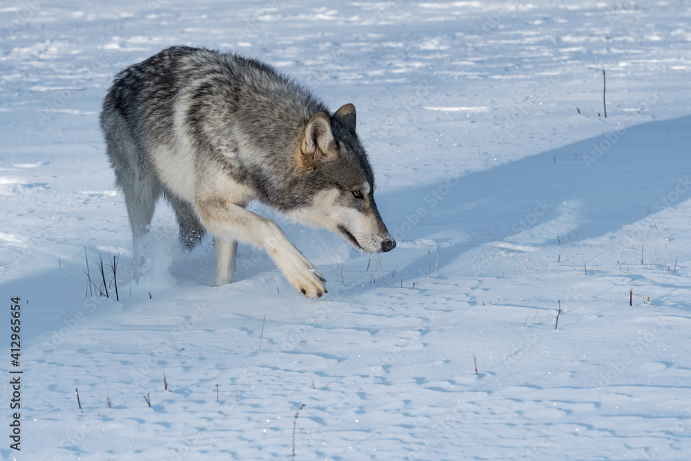 Grey Wolf (Canis lupus) Walks Right Through Field Paw Up Winter Grey Wolf (Canis lupus) Walks Right Through Field Paw Up Winter