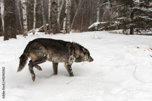 Black Phase and Grey Wolf (Canis lupus) Runs Towards Off Photo Deer Carcass Winter © geoffkuchera
