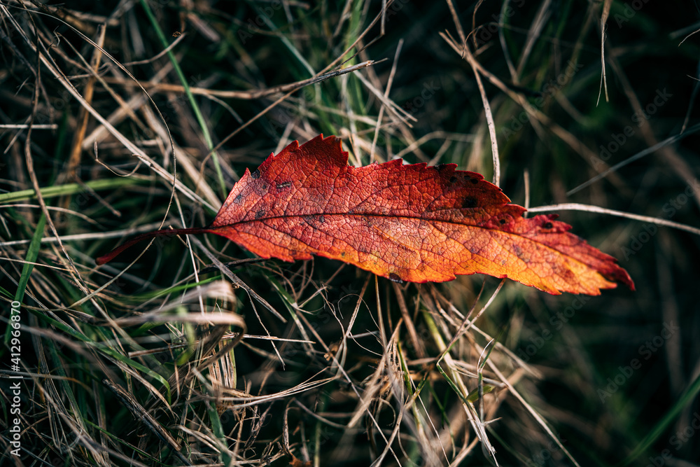 red leaf in autumn red leaf in autumn
