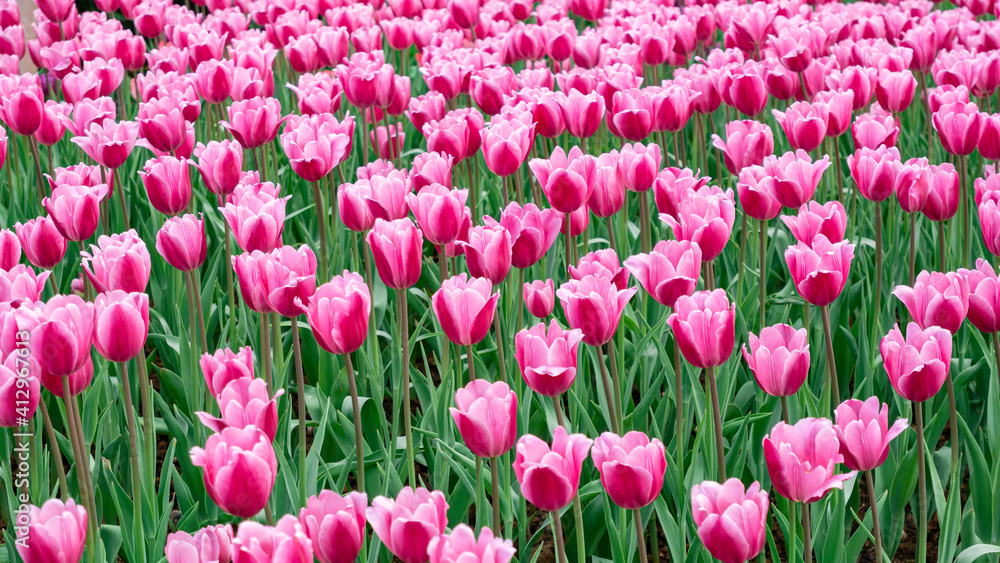 Tulips in full bloom in the park Tulips in full bloom in the park