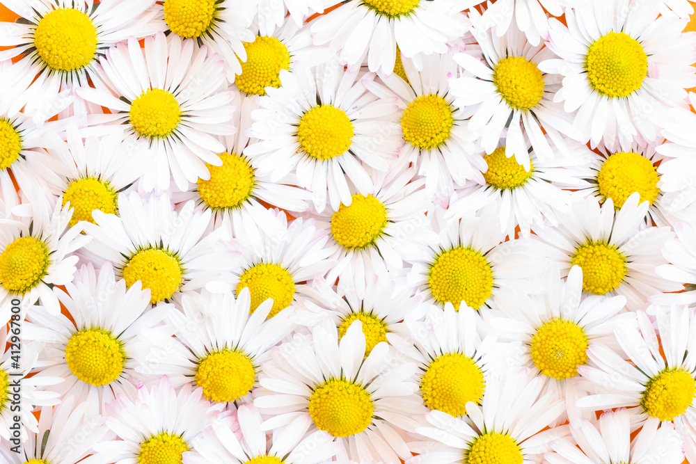 (Selective focus) Top view of beautiful daisy flowers forming a natural background. (Selective focus) Top view of beautiful daisy flowers forming a natural background.