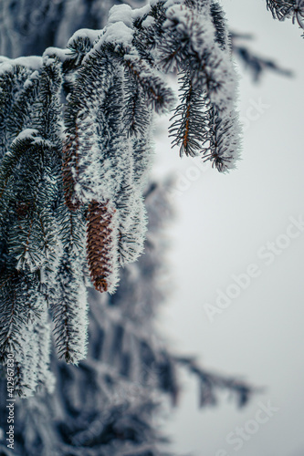 Drzewo, choinka w zimę