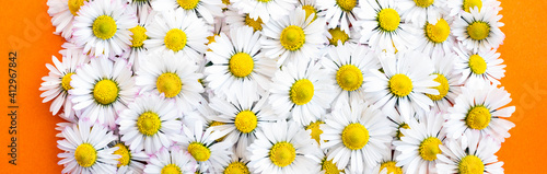 (Selective focus) Top view of beautiful daisy flowers forming a natural background.