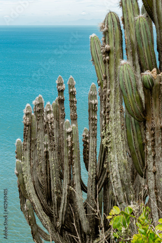 Cactos endêmico de Arraial do Cabo - RJ, Brasil