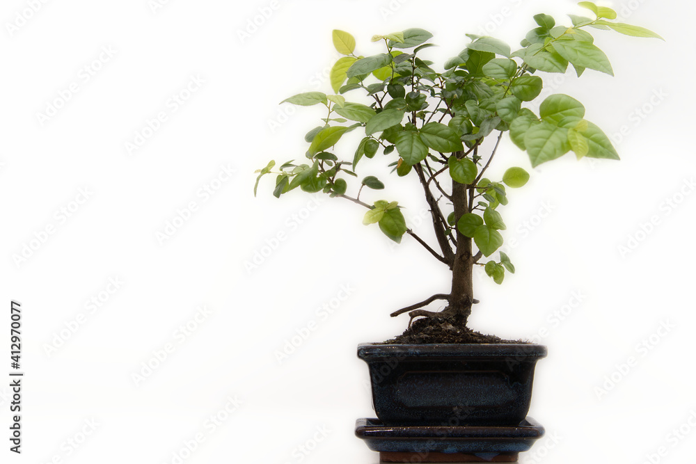 Fototapeta premium Bonsai Baum