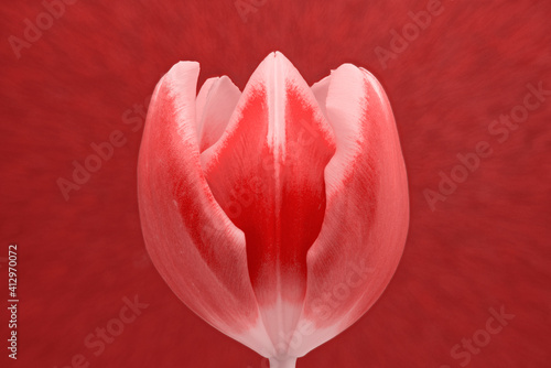 beautiful red and white tulip flower head on motion blurred background, macro view