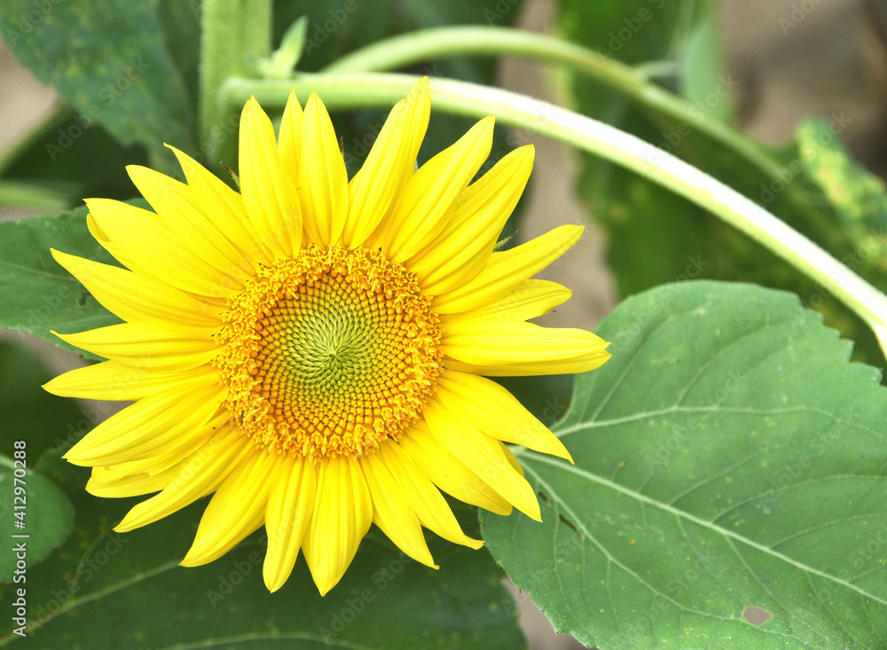 Obraz premium Small Sunflower