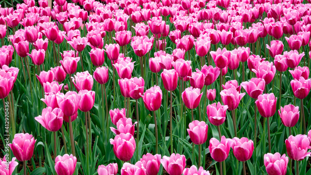 Tulips in full bloom in the park Tulips in full bloom in the park