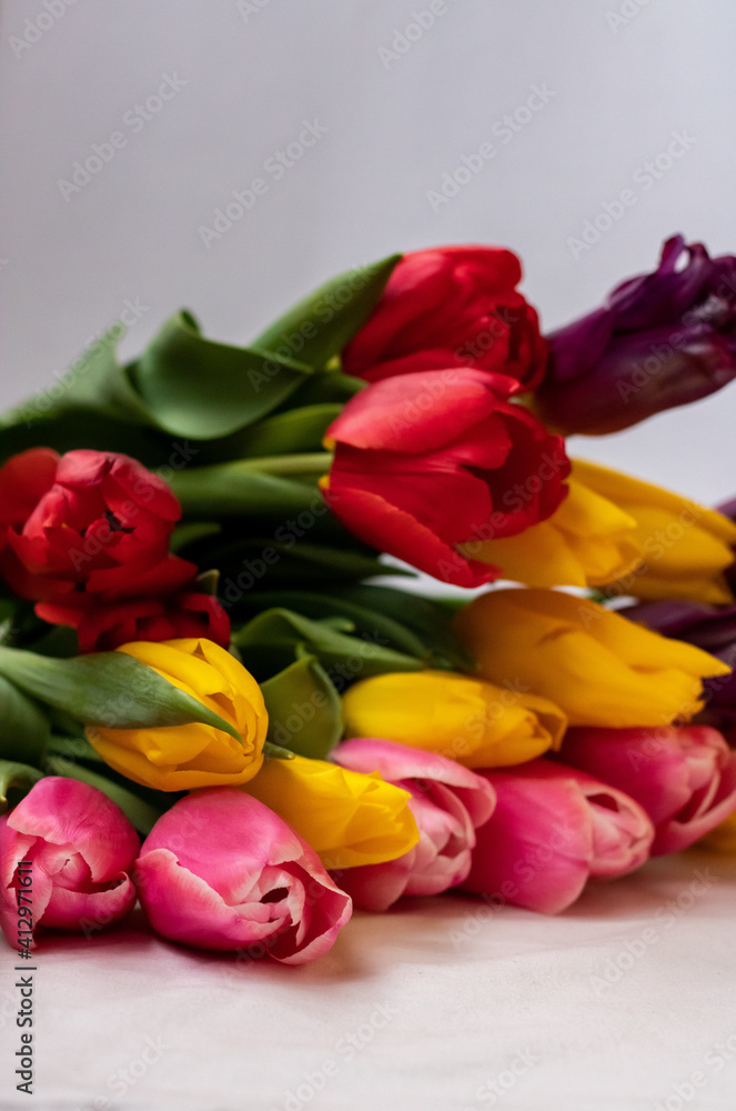 Yellow, pink, red, lilac tulips with green leaves on a white background