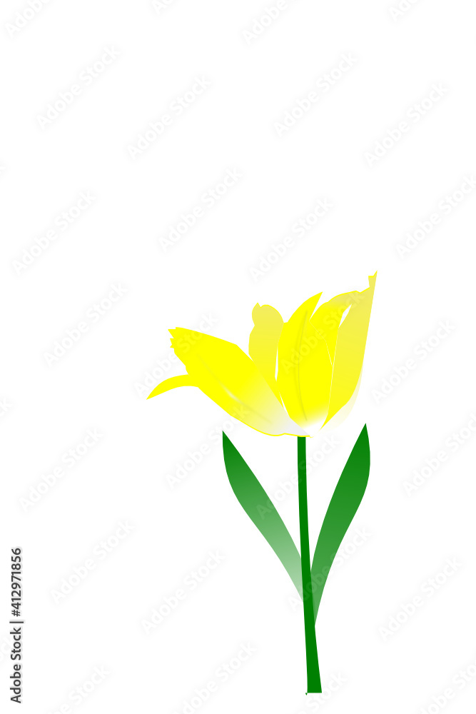 tulipano giallo aperto