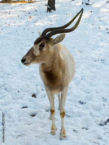 White antelope or addax is stading in a snow