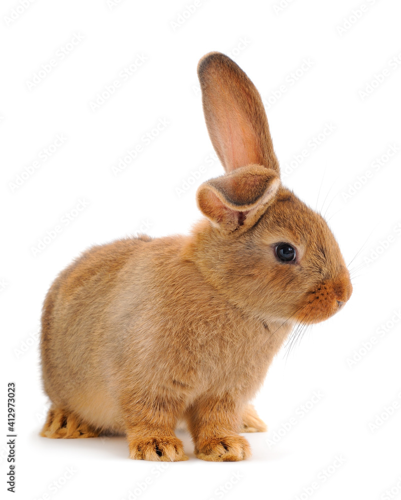 Obraz premium Brown rabbit isolated.