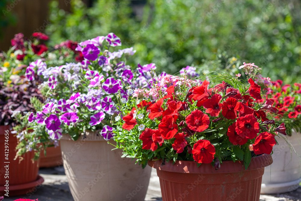 Bright red purple petunias in a pot, lit by the sun against a blurred green background. Flower arrangement in the garden