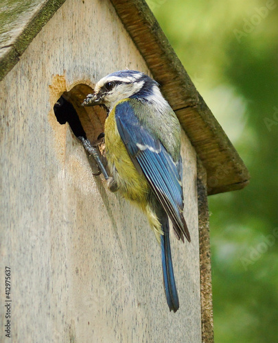 Mésange bleue prête à entrer dans son nichoir dans le jardin. photo