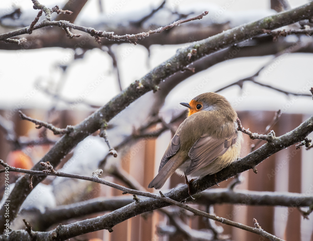 European robin sitting on an apple tree European robin sitting on an apple tree