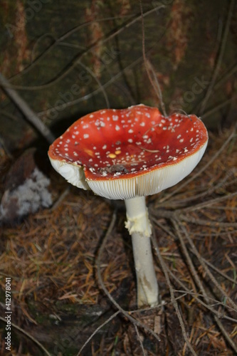 champignon rouge sous les bois