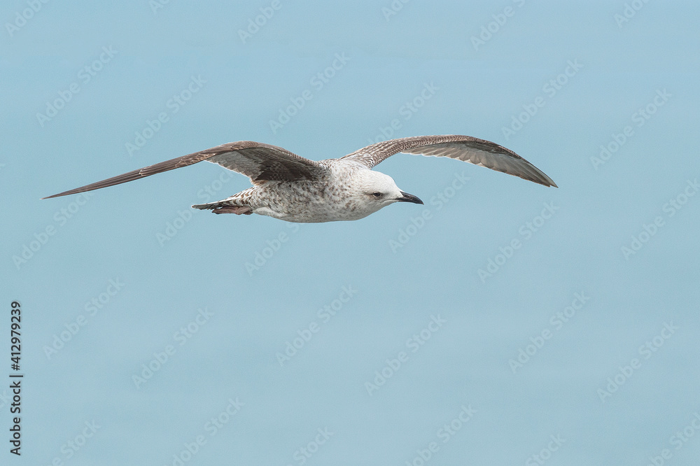 Gaivota de patas amarelas, ave que nidifica na ilha das Berlengas e podem ser observadas no Cabo Carvoeiro. Gaivota de patas amarelas, ave que nidifica na ilha das Berlengas e podem ser observadas no Cabo Carvoeiro.