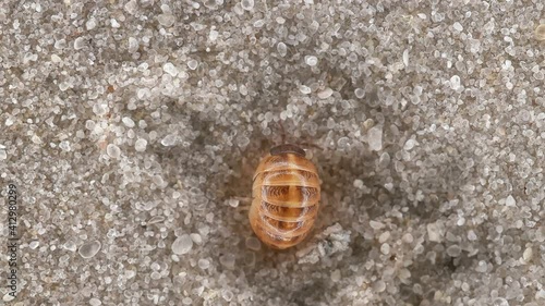 Isopoda Porcellio Laevis, family Porcellionidae, is a cosmopolitan, able to move quickly. Found under rocks and logs in humid places photo
