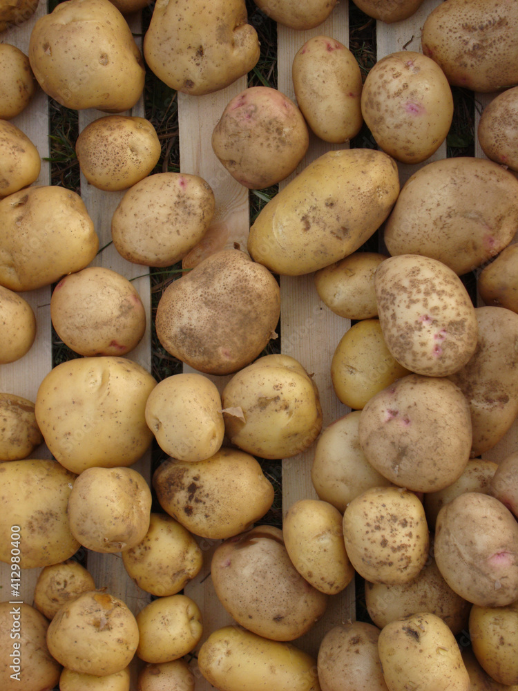Potato harvest Potato harvest