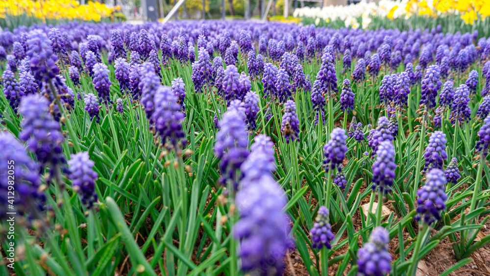 Naklejka premium Purple Flowers in full bloom in the park