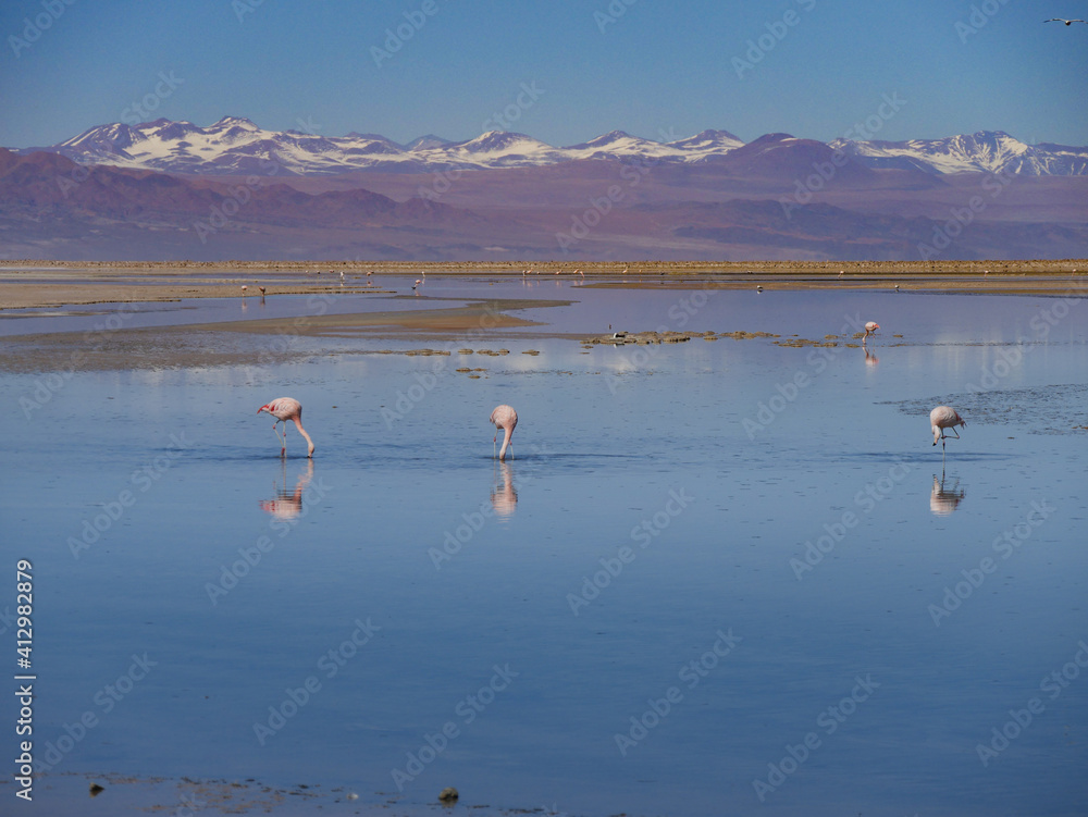Flamingo's in Chille, atacama san pedro	
