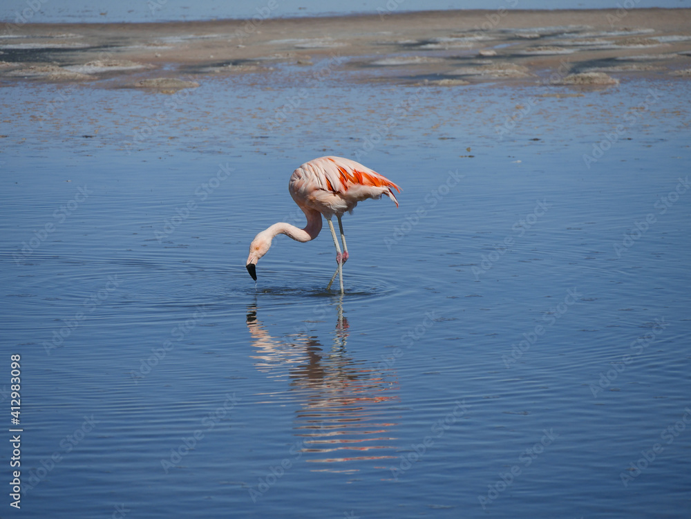 Flamingo's in Chille, atacama san pedro	

