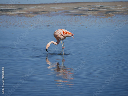 Flamingo's in Chille, atacama san pedro 