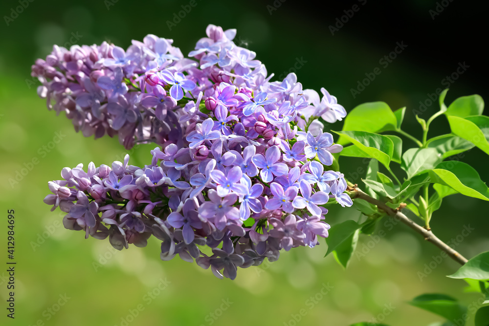 A branch lilac blossoms. Blurry background and bokeh. Blooming syringa branch in springtime. Beautiful spring flowers in orchard. A branch lilac blossoms. Blurry background and bokeh. Blooming syringa branch in springtime. Beautiful spring flowers in orchard.