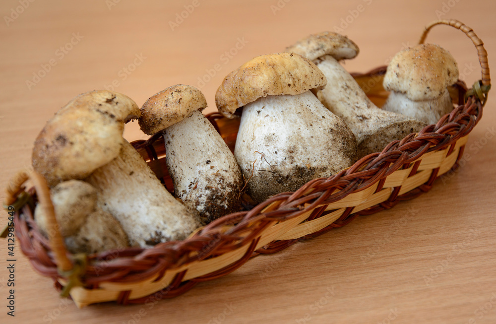 Fresh porcini mushrooms collected in the forest for cooking. Fresh porcini mushrooms collected in the forest for cooking.