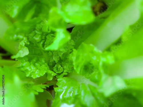 fresh green lettuce