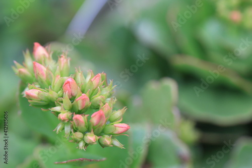 Pink kalanchoe plant blossom buds against a natural green background