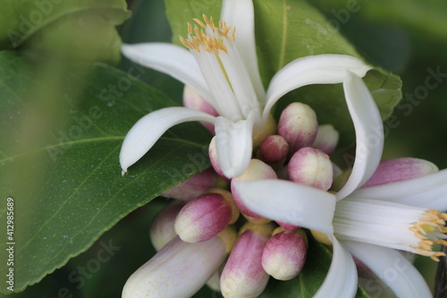 Beautiful Meyer Lemon Tree Blossom