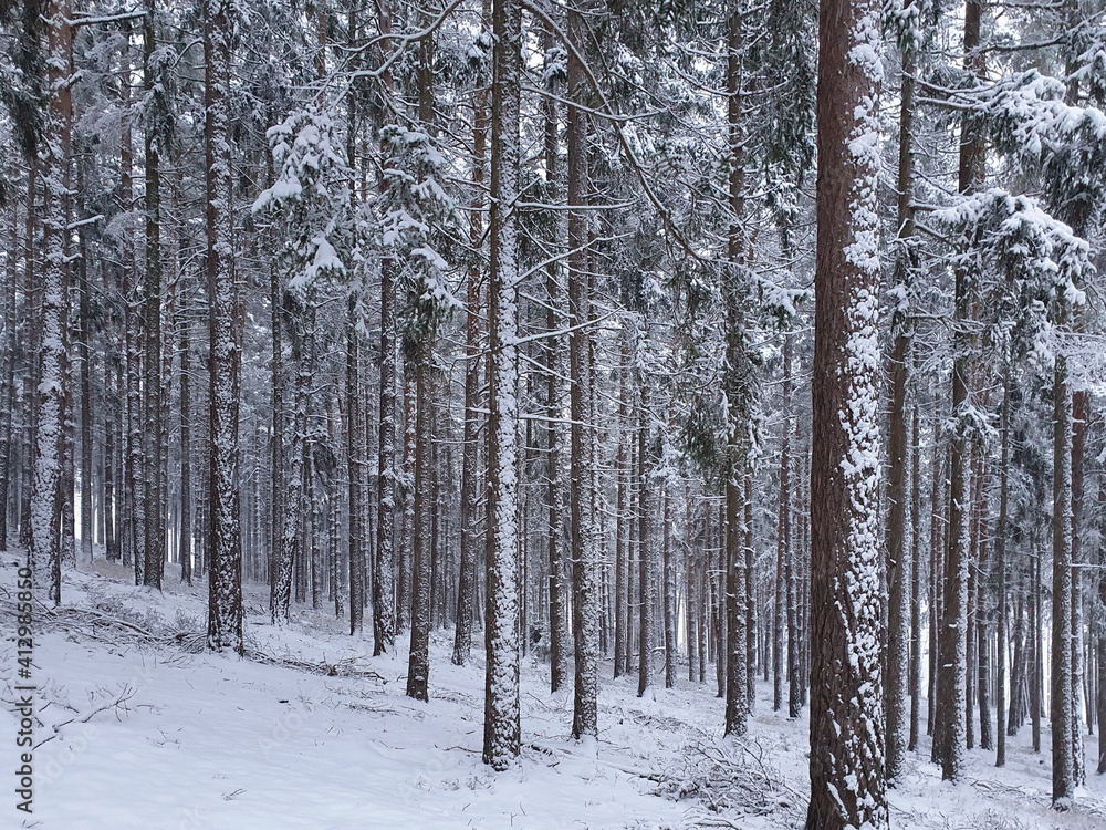 Fototapeta premium Forest under freshly fallen snow.