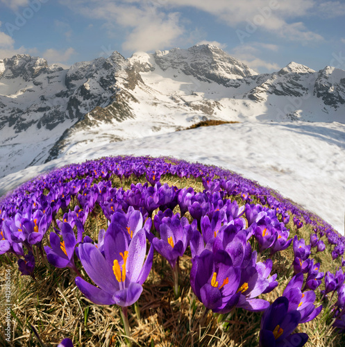 Crocuses in the Tatra Valley