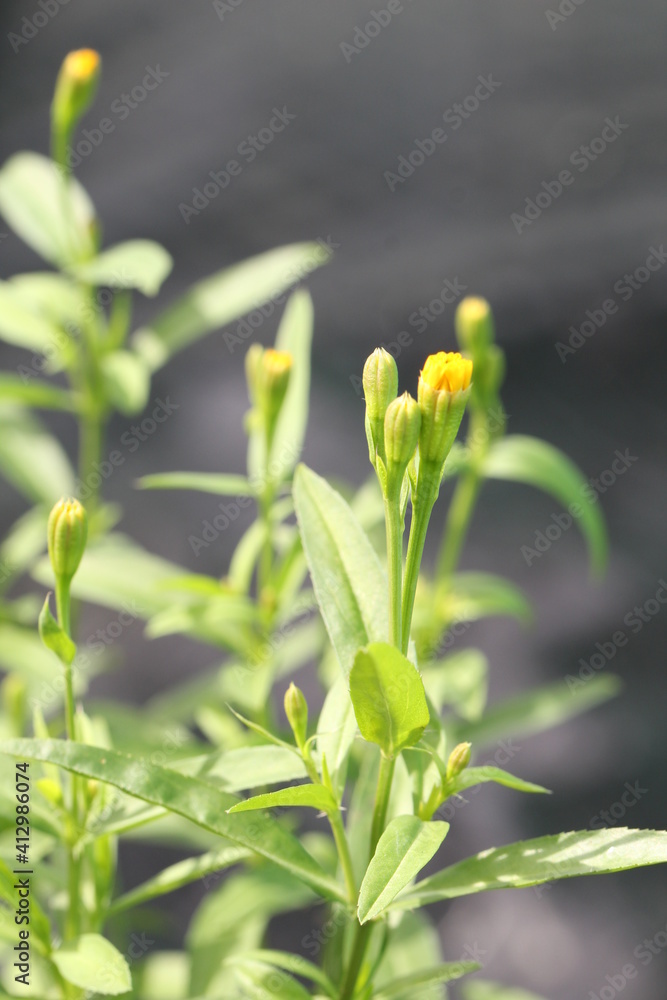 Yellow Tarragon buds against natural gray backgound Yellow Tarragon buds against natural gray backgound