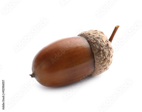 Beautiful brown acorn on white background. Oak nut