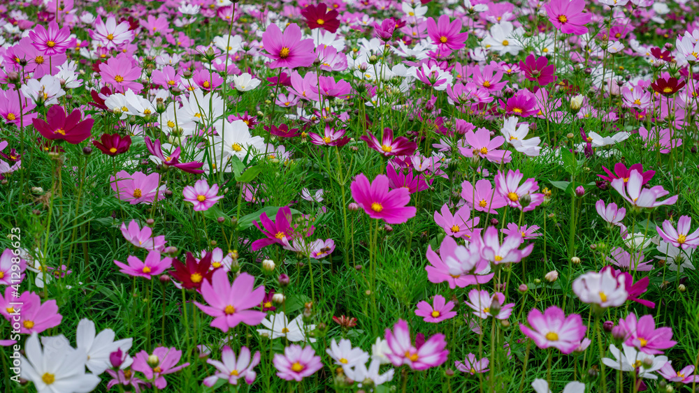 The garden is full of Gesang Flowers The garden is full of Gesang Flowers