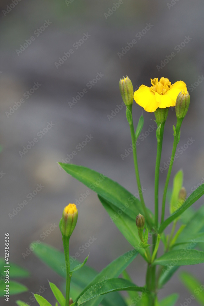 Yellow Tarragon Blossom against a natural gray background Yellow Tarragon Blossom against a natural gray background
