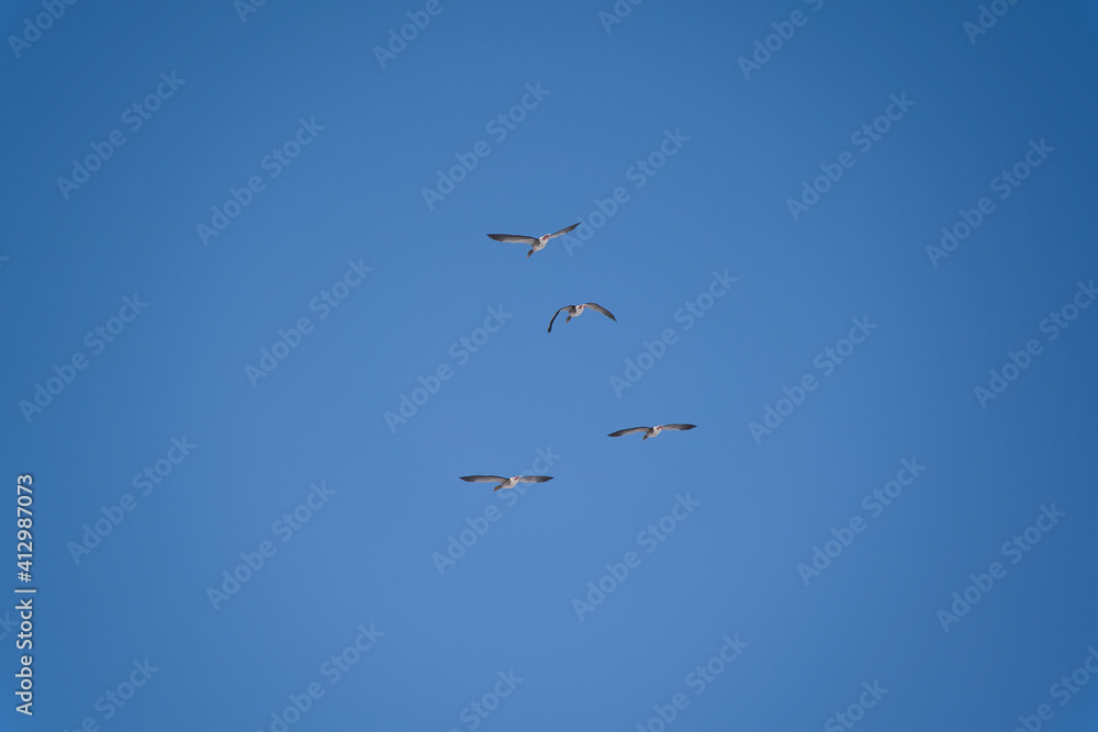 A flock of migrating greylag geese flying in formation. In silhouette against blue clear sky