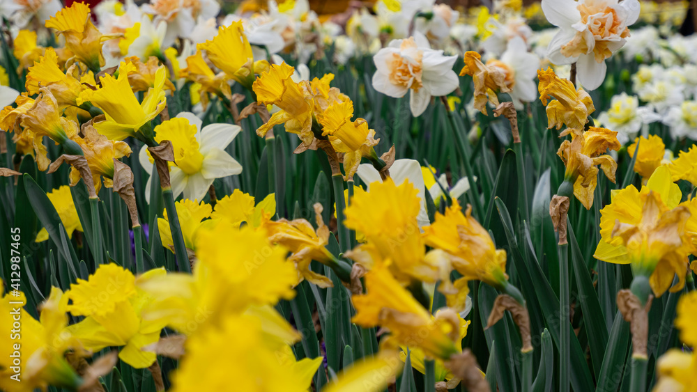 Fototapeta premium Daffodils in full bloom in the park