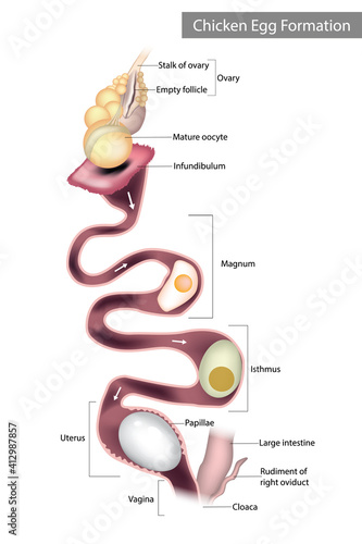 Chicken Egg Formation. Chicken oviduct segments. Embryology of chicken