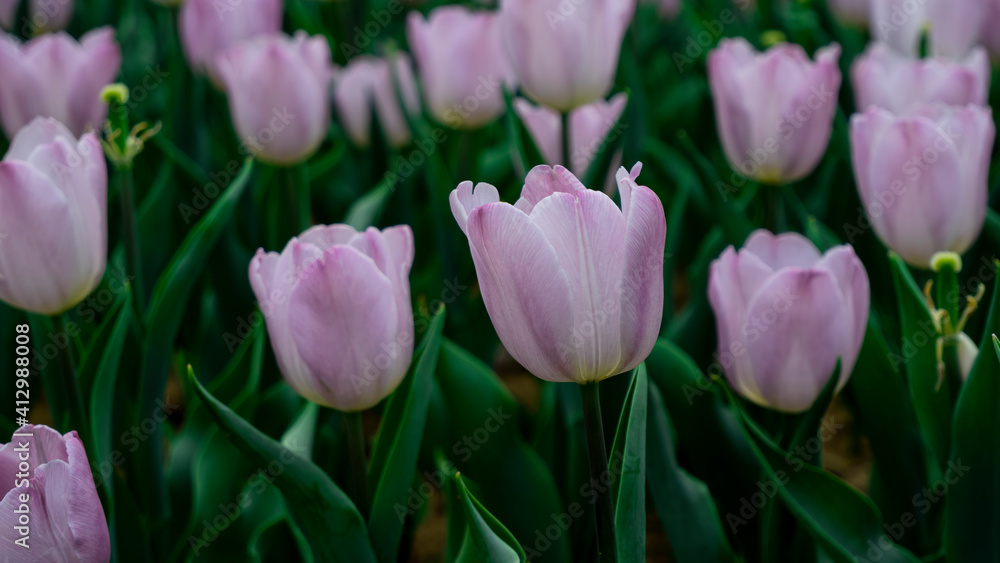 Tulips in full bloom in the park