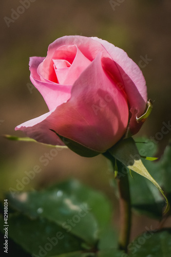 pink rose with water drops