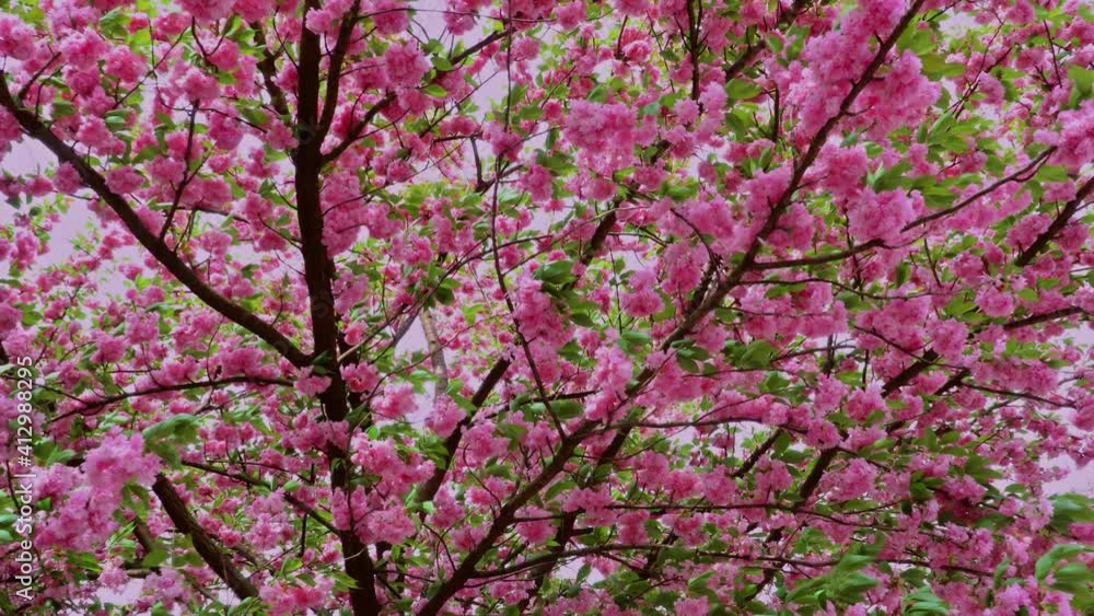 Beautiful Japan cherry sakura tree with blooming light pink flowers with a tree branch Beautiful Japan cherry sakura tree with blooming light pink flowers with a tree branch